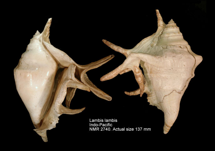 Lambis lambis (freak) (2).jpg - Lambis lambis(Linnaeus,1758)